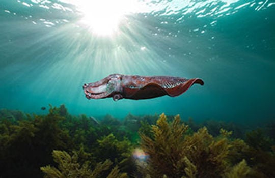 Cuttlefish & South Australian Natural Wonders Adventure from $1389pp^