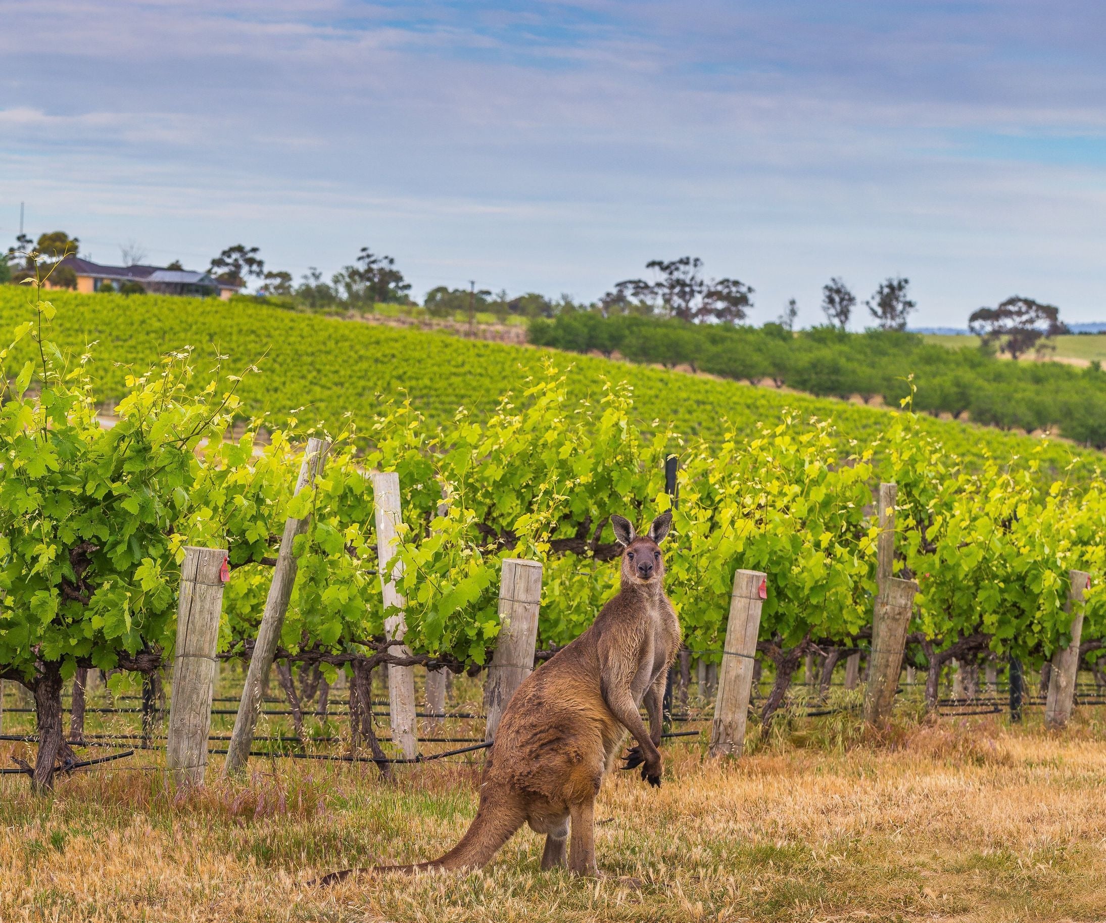 McLaren Vale, Fleurieu Peninsula